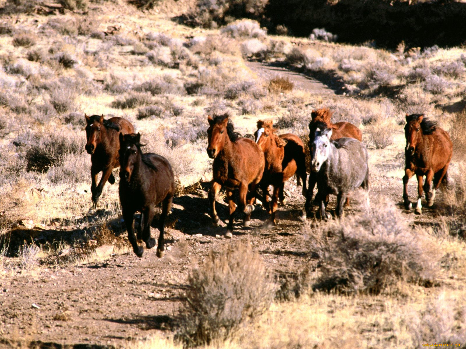 wild, mustangs, , 